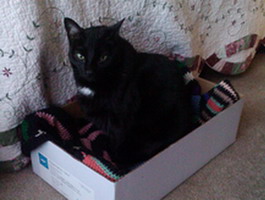 catbox