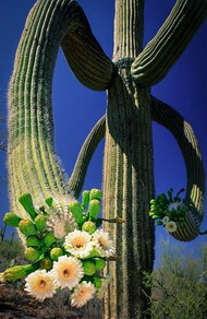 CACTIFLOIWER