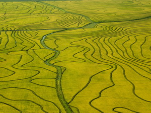 Aerial view of maturing rice fields