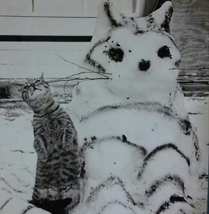 snowcat